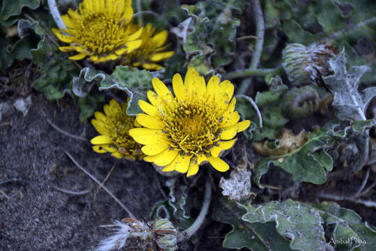 Image de Trichocline sinuata (D. Don) Cabrera