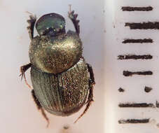 Image of Onthophagus aeruginosus Roth 1851