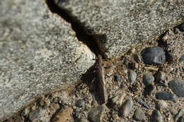 Image of Giant Salmonfly