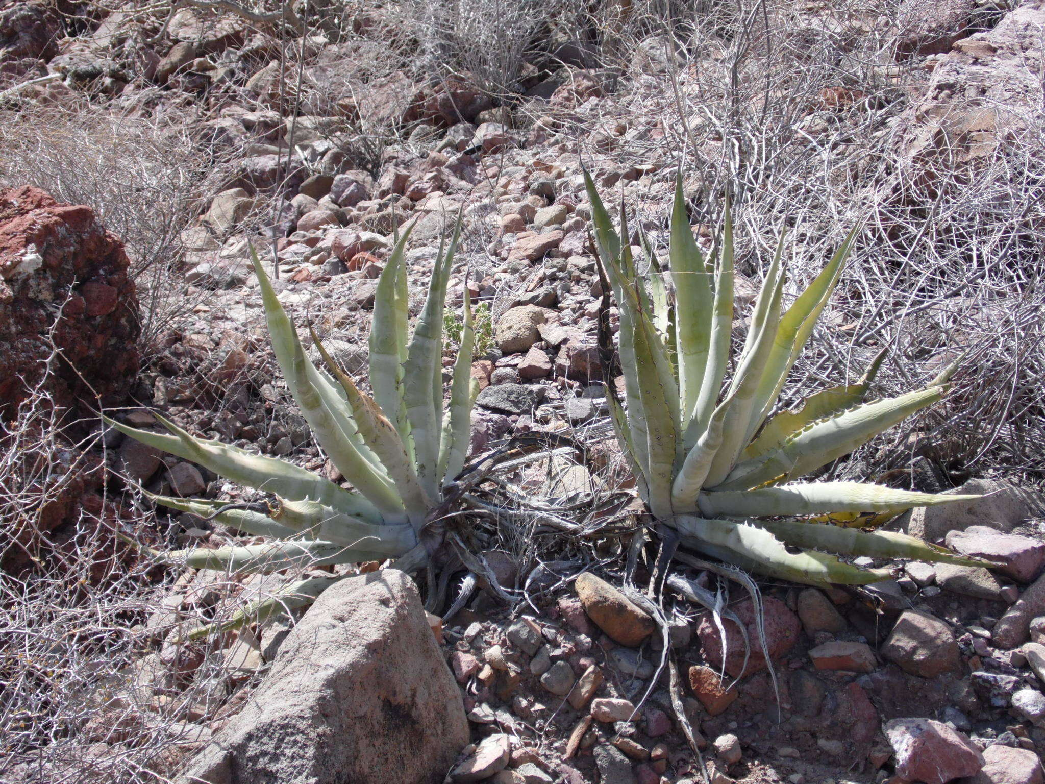 Слика од Agave sobria subsp. roseana (Trel.) Gentry