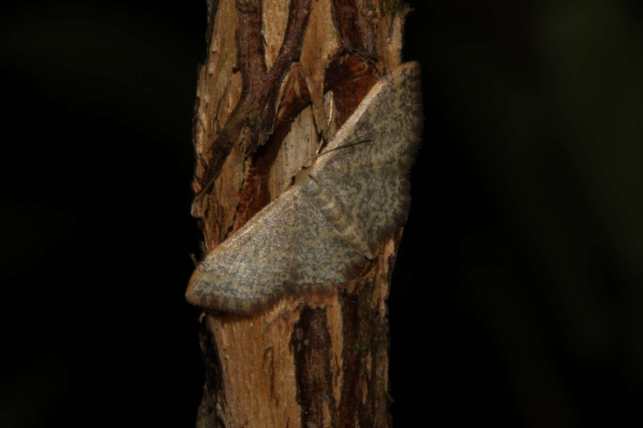 صورة Idaea costiguttata Warren 1896