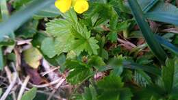 Image of Potentilla brauniana