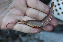 Image of ridgeback rock shrimp