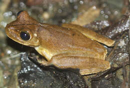 Image of Rosenberg's Gladiator Treefrog