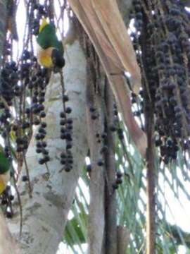 Image of Black-headed Parrot