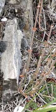 Image of Ephedra distachya subsp. helvetica (C. A. Mey.) Asch. & Graebn.