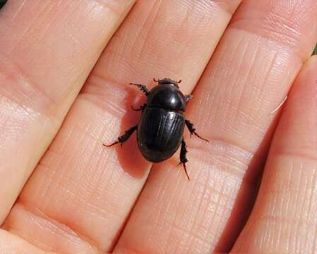 Image of black lawn beetle