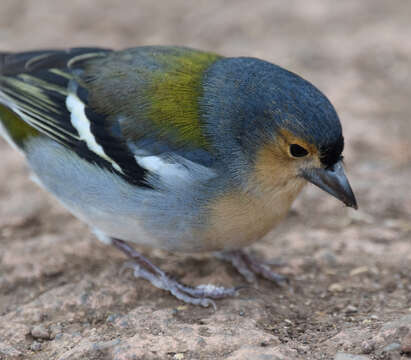 Image of Madeiran Chaffinch