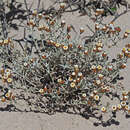 Image of Helichrysum cochleariforme DC.