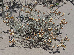 Image de Helichrysum cochleariforme DC.