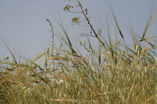 Plancia ëd Triticum dicoccoides (Asch. & Graebn.) Schweinf.