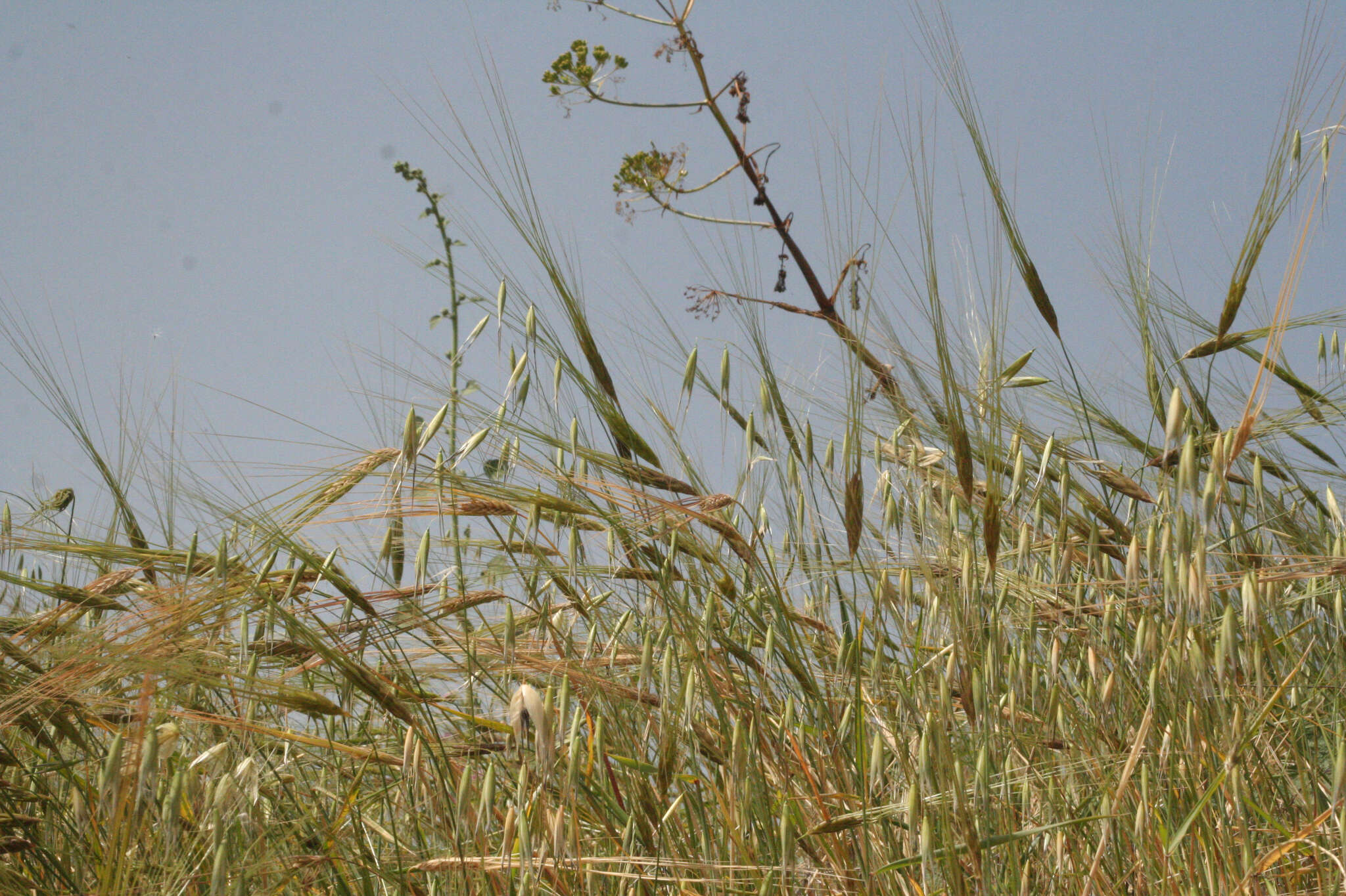 Image of Triticum dicoccoides (Asch. & Graebn.) Schweinf.