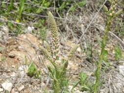 Image of Reseda suffruticosa Loefl.