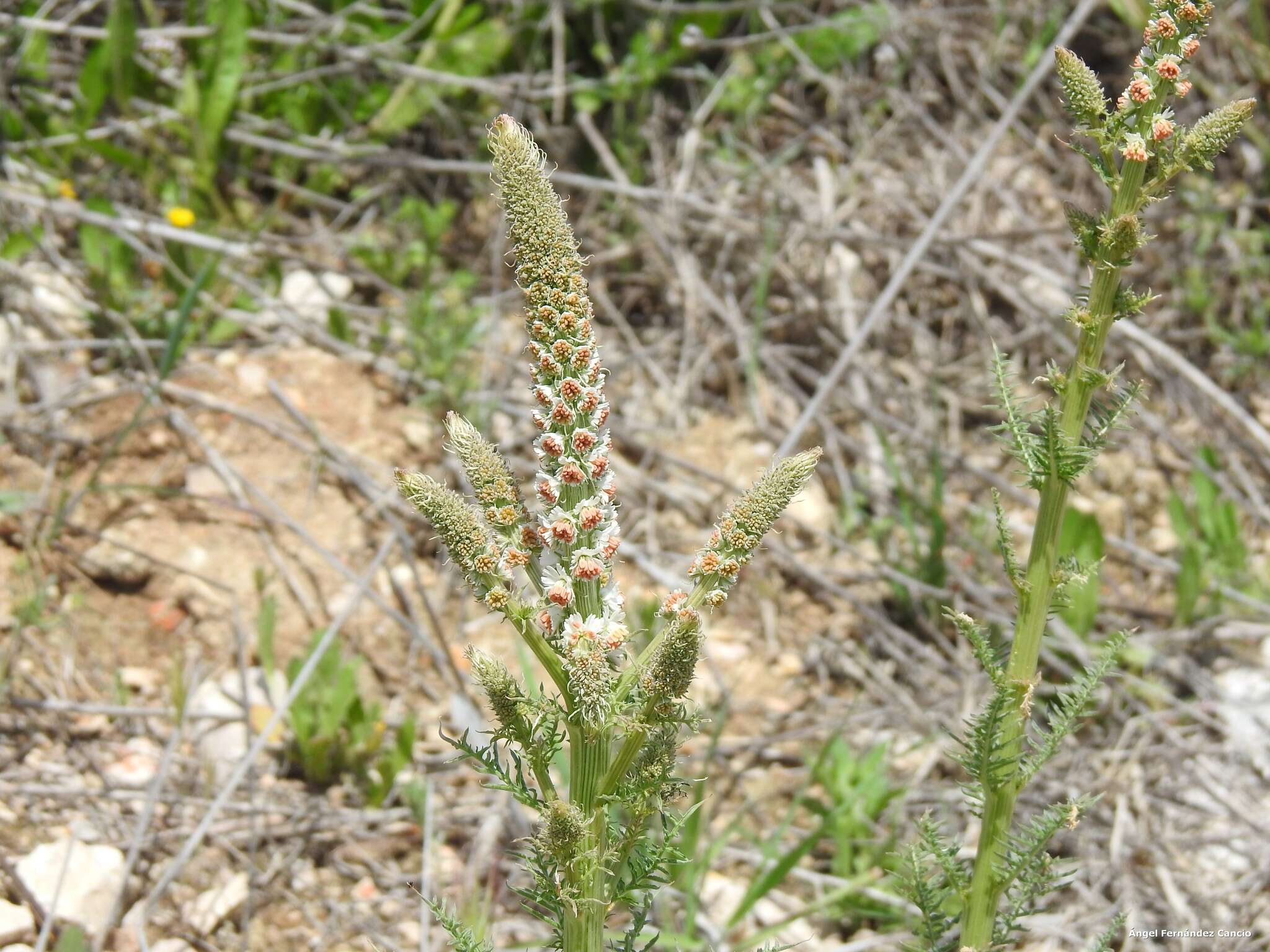 Image of Reseda suffruticosa Loefl.