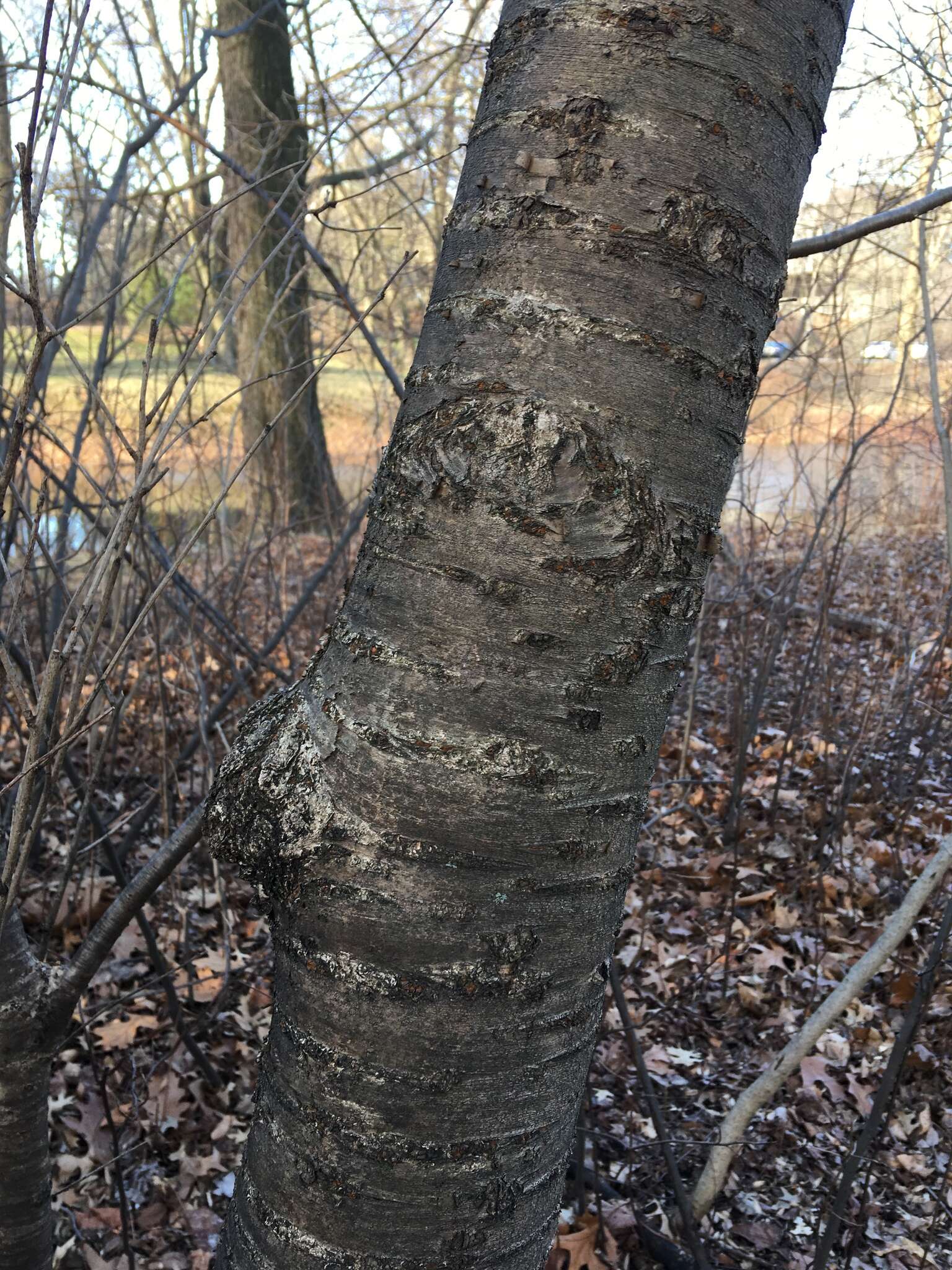 صورة Prunus yedoensis Matsum.