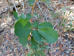 Image of Berberis rotundifolia Poepp. & Endl.