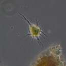 Image de <i>Chlamydomyxa labrynthuloides</i>