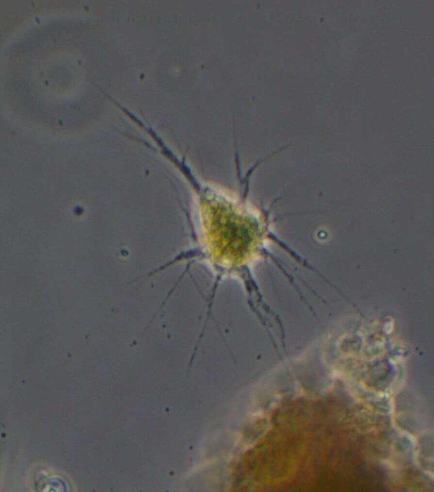 Image of <i>Chlamydomyxa labrynthuloides</i>