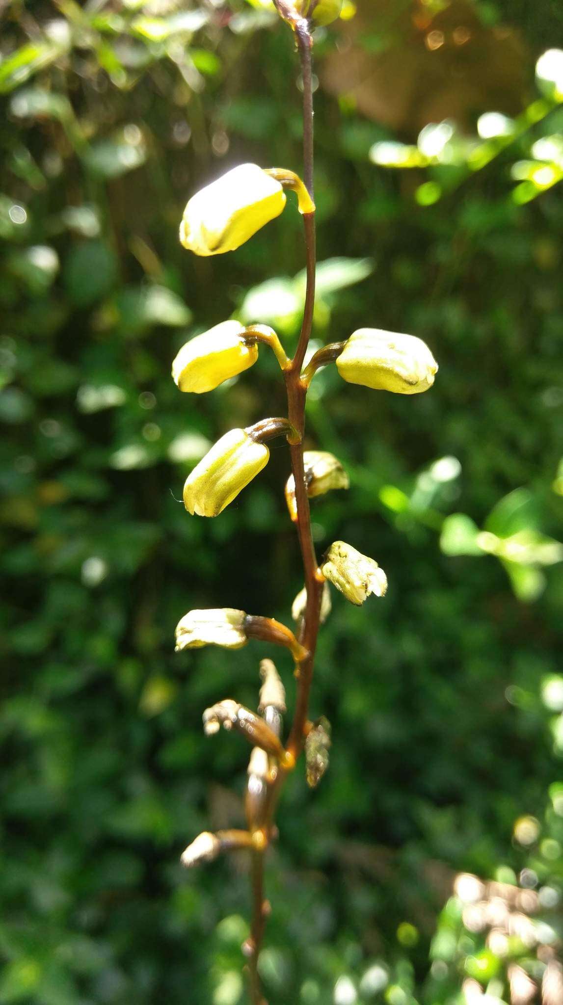Image of Gastrodia flavilabella S. S. Ying