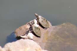 Image of Ouachita Map Turtle