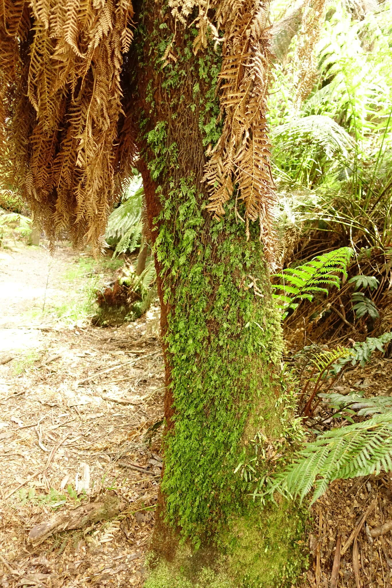 Hymenophyllum australe Willd.的圖片