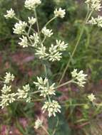 <i>Eupatorium <i>rotundifolium</i></i> var. rotundifolium的圖片