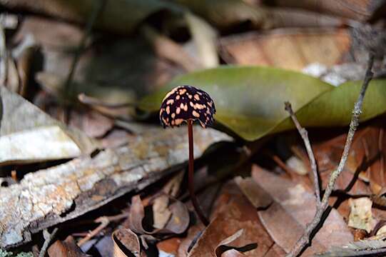 Imagem de Marasmius amazonicus Henn. 1904