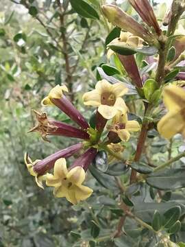 صورة Cestrum buxifolium Kunth