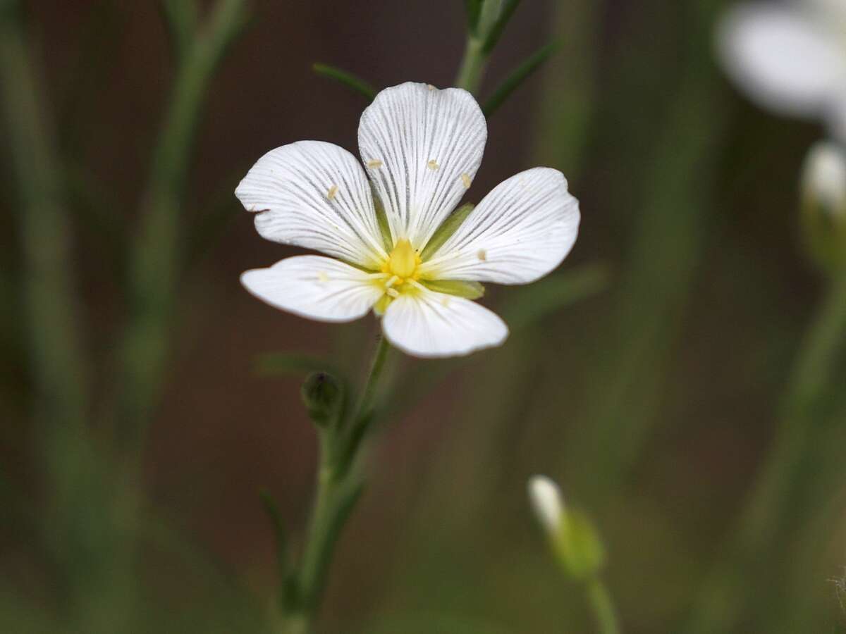 Image of Moenchia mantica (L.) Bartl.