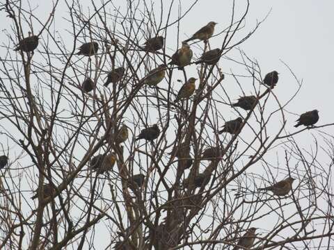 Image of Fieldfare