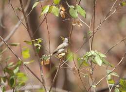 Image of Greenish Warbler