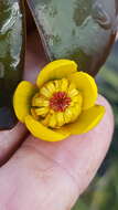 Plancia ëd Nuphar microphylla (Pers.) Fern.