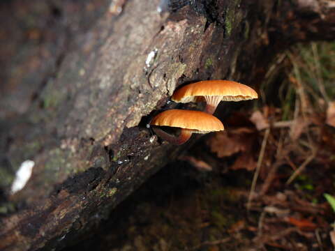 Image of Xeromphalina campanella (Batsch) Kühner & Maire 1934