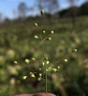 Image of Hemlock Rosette Grass