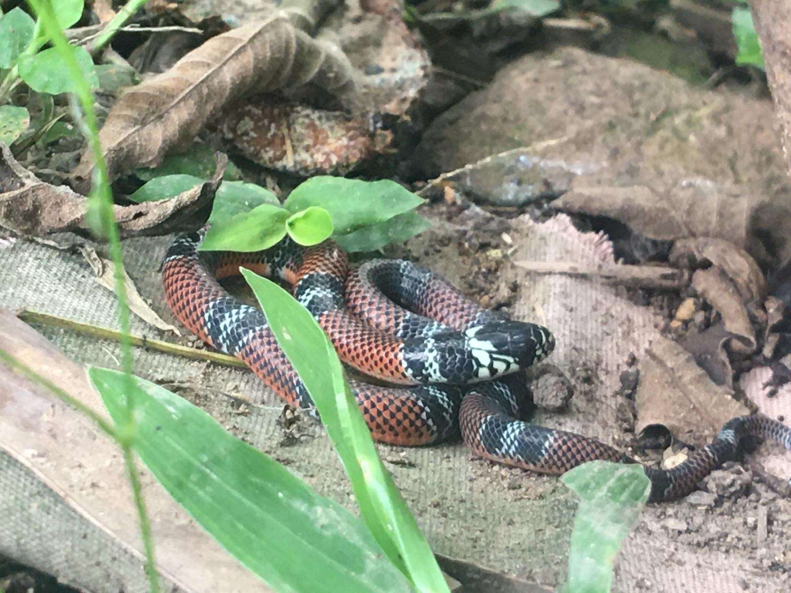 Image of False Coral Snake