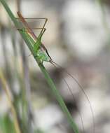 Image of Graceful Meadow Katydid