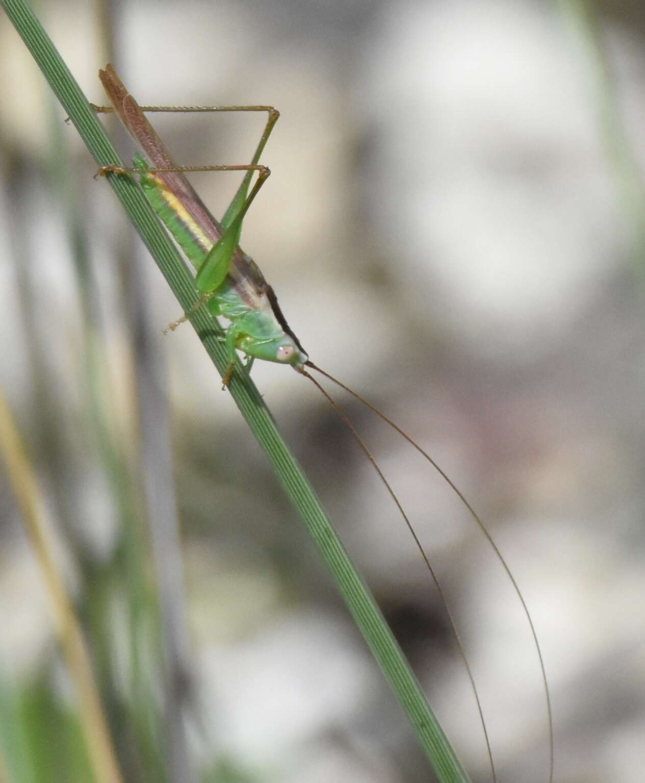 Image of Graceful Meadow Katydid