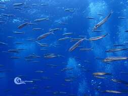 Image of Atlantic Chub Mackerel