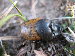 Image of Onthophagus (Palaeonthophagus) gibbulus (Pallas 1781)