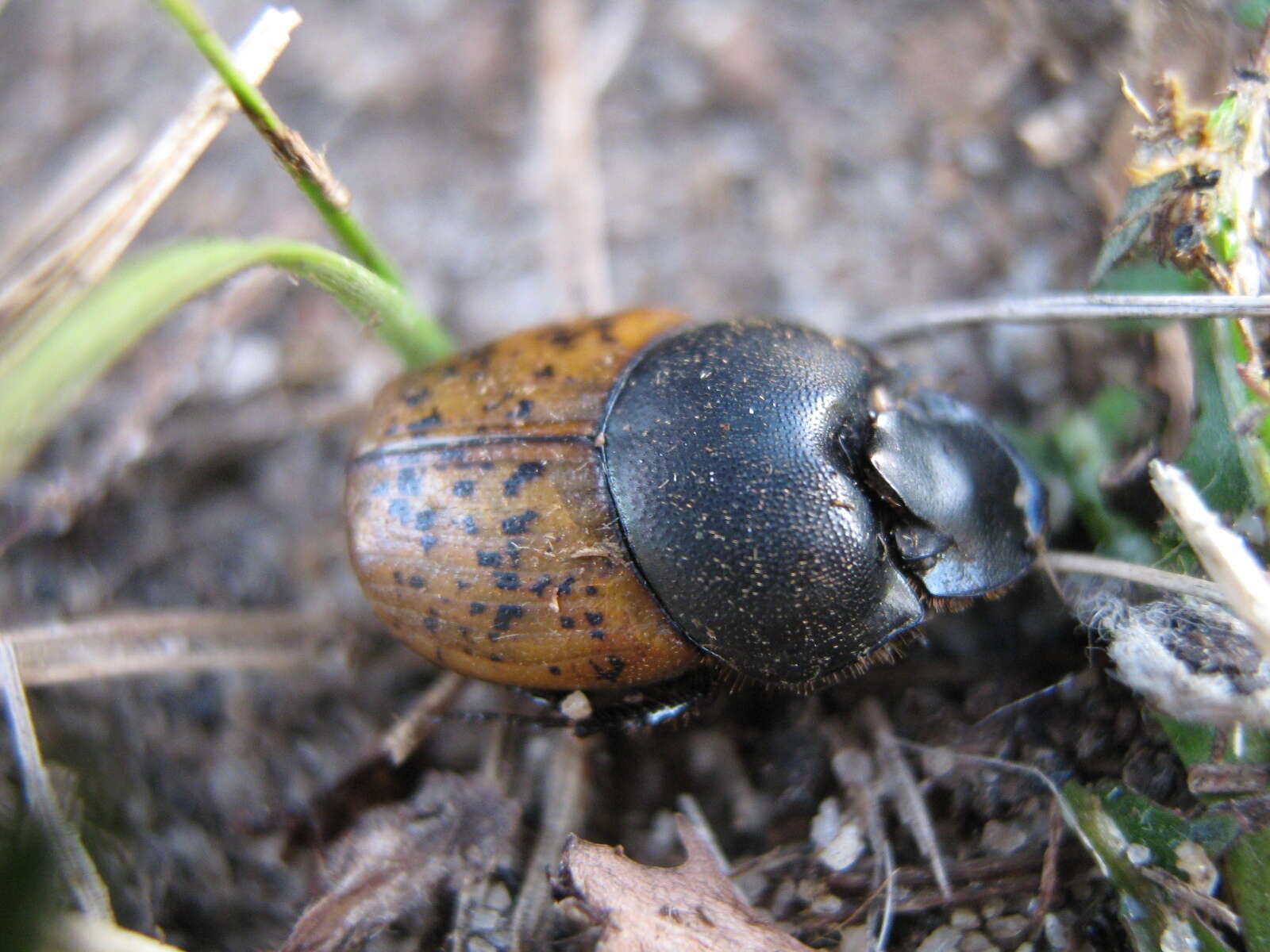 Image of Onthophagus (Palaeonthophagus) gibbulus (Pallas 1781)