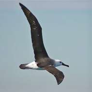 Image of Atlantic Yellow-nosed Albatross