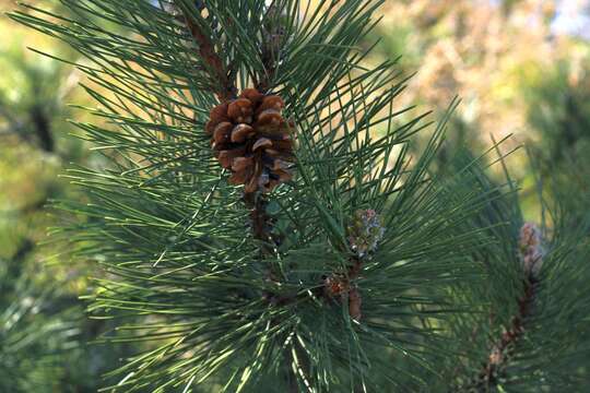 Image of Pinus nigra subsp. pallasiana (Lamb.) Holmboe