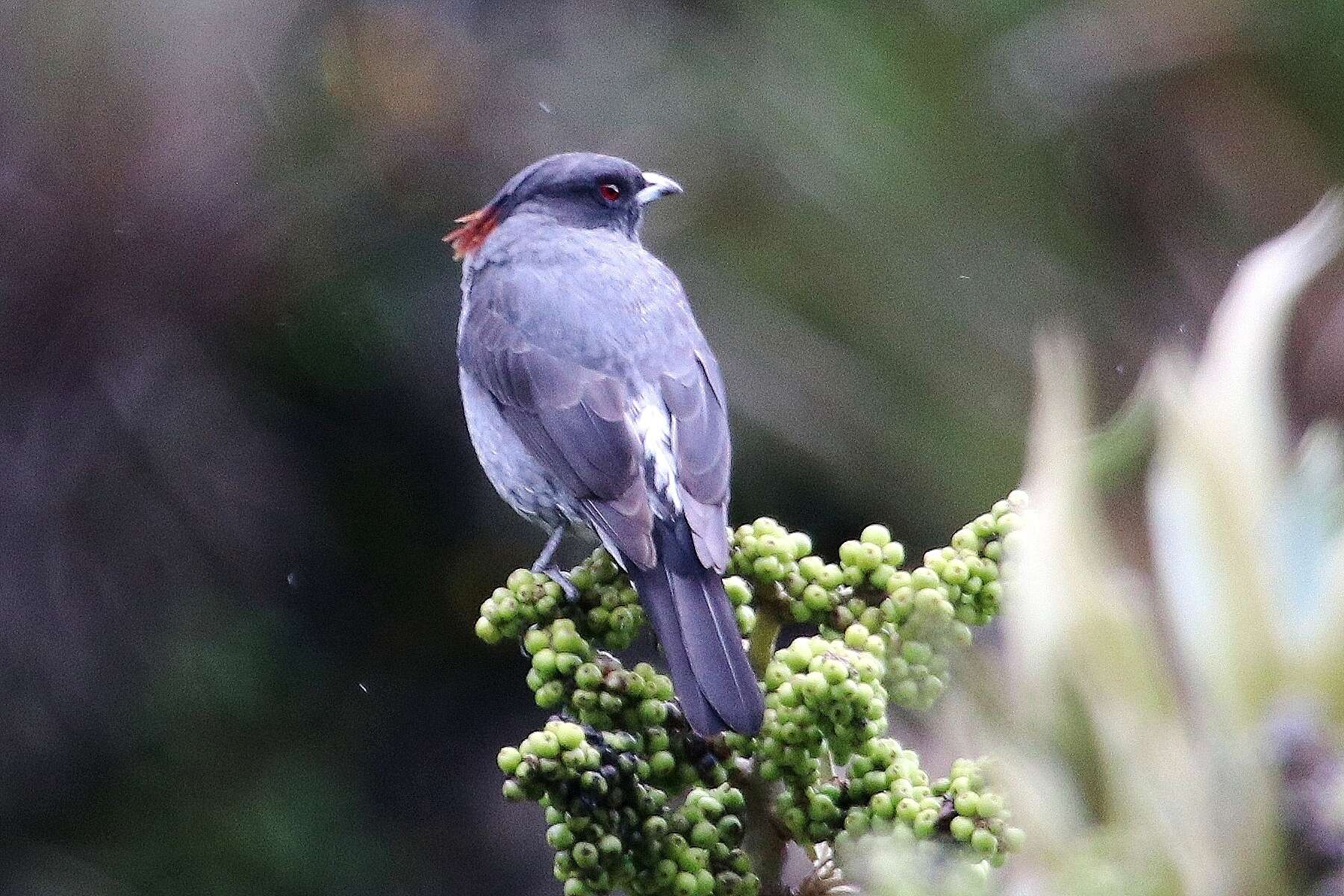 Image of Crested Cotingas