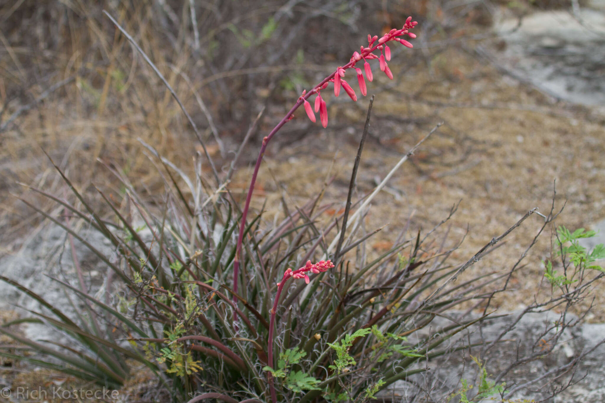 Image of redflower false yucca