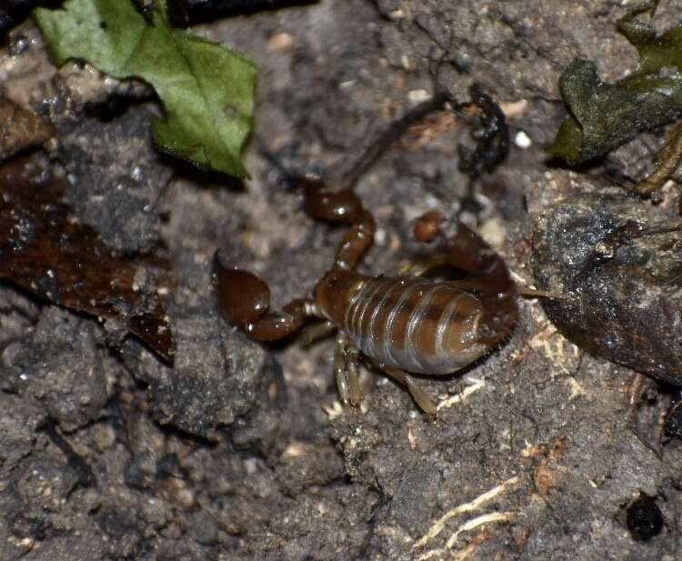 Image of Cazierius gundlachii