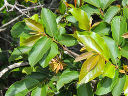 Image of Combretum edwardsii Exell