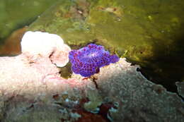 Image of Knobbly anemone