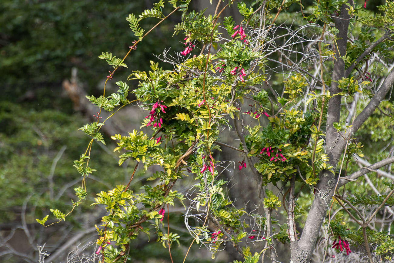 Image of Campsidium valdivianum Skottsb.