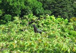 Image of Christmas Imperial Pigeon