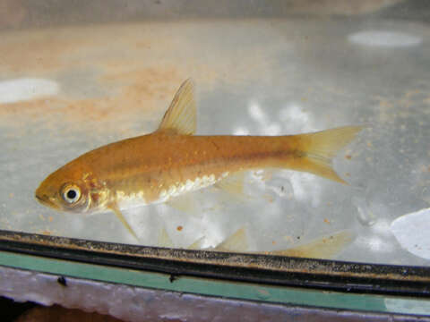 Image of Orange-fin barb